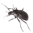 Garden Pest Identification: Common Bugs and Damage Control