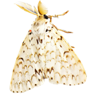 Garden Pest Identification: Common Bugs and Damage Control