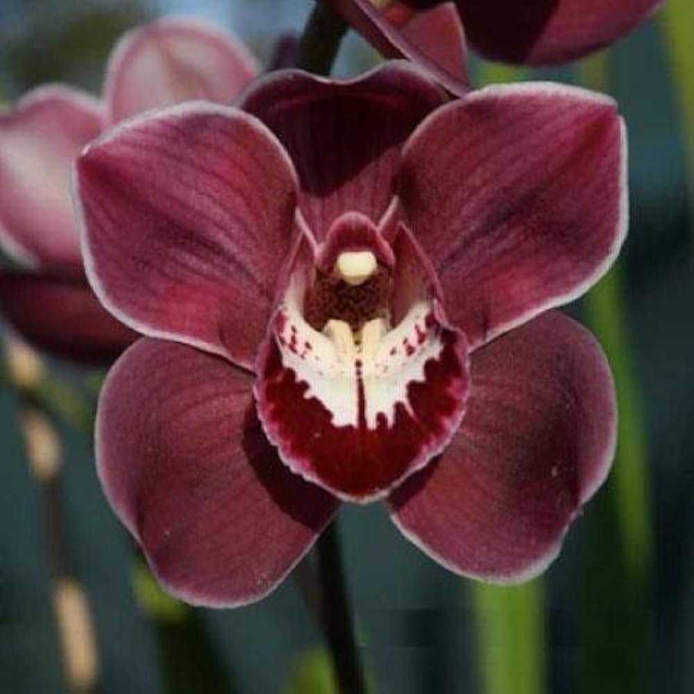 12 Most Popular Orchids: Beautiful Types to Grow at Home