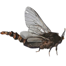 Garden Pest Identification: Common Bugs and Damage Control