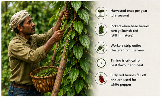 Where Does Black Pepper Come From? Plant & Spice Guide Fresh green peppercorns harvested from a black pepper plant