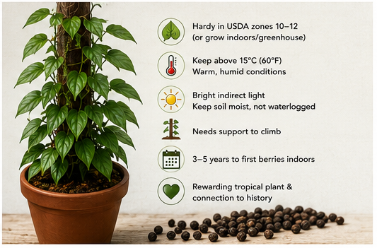 Where Does Black Pepper Come From? Plant & Spice Guide Black pepper plant growing in a warm tropical garden