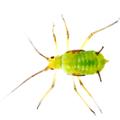 Garden Pest Identification: Common Bugs and Damage Control