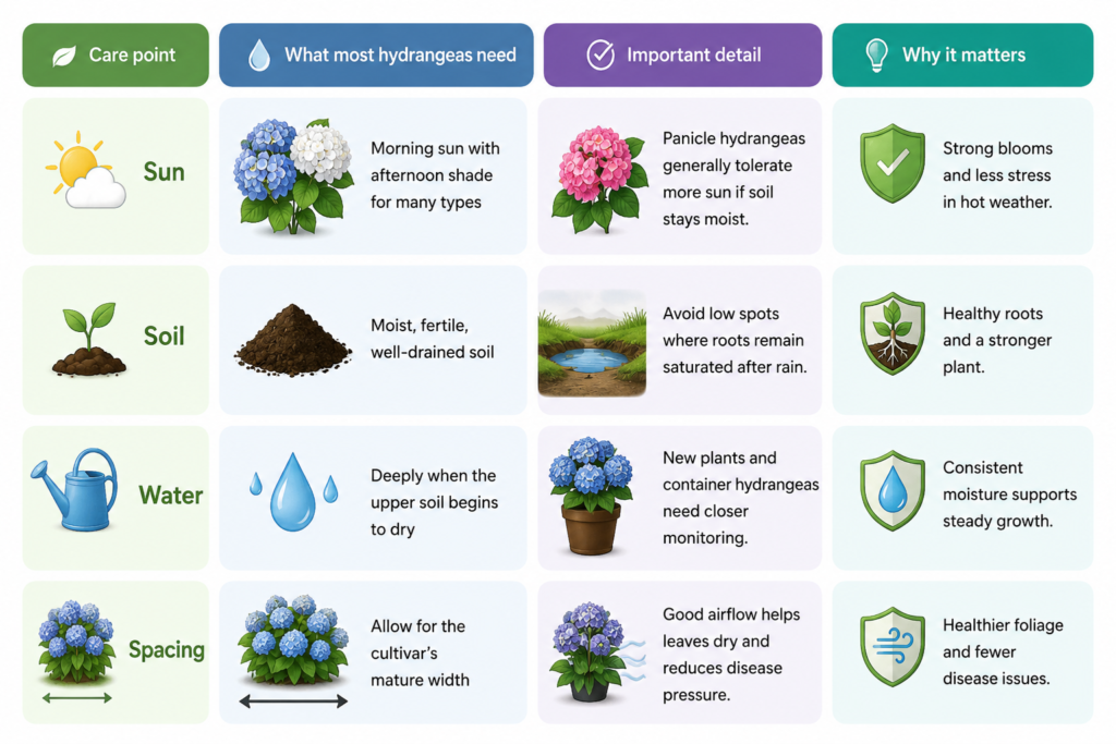 Hydrangea Plant Care And Growing Guide