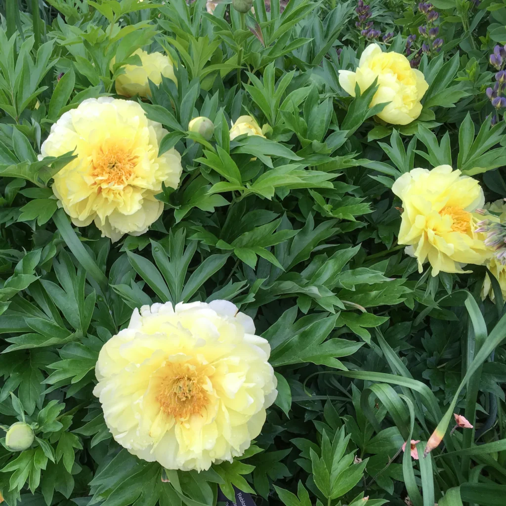 Learn How To Plant And Care For Your Peonies