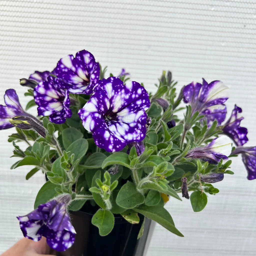 Best Annual Flowers for Sun: A Practical Guide for Beds, Pots and Baskets