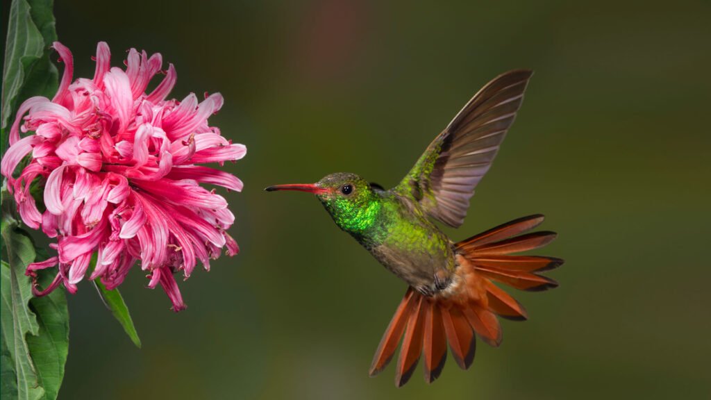 Hummingbird Facts: Species, Diet, Habitat & How They Live