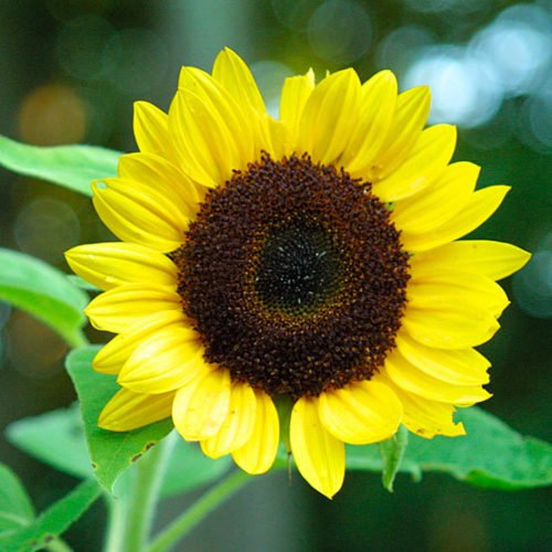 Best Annual Flowers for Sun: A Practical Guide for Beds, Pots and Baskets