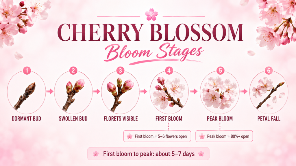Cherry Blossom: Blooming Seasons for Flowering Cherry Trees Pink cherry blossoms blooming against a clear blue spring sky