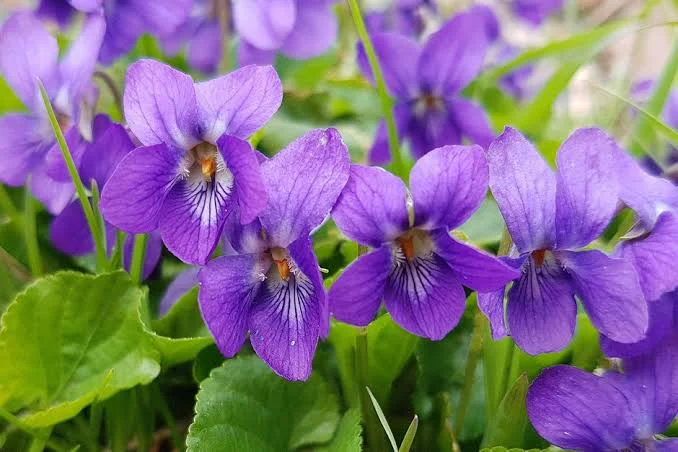 February Birth Flower: What Is My Birth Flower and What Does It Mean?