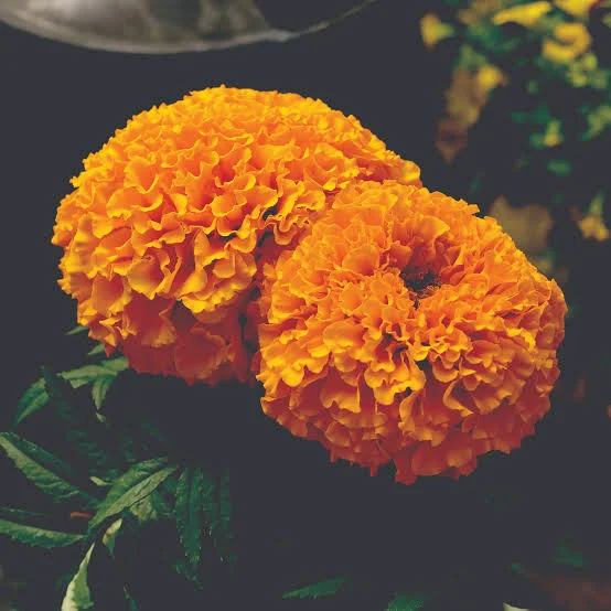 Best Annual Flowers for Sun: A Practical Guide for Beds, Pots and Baskets