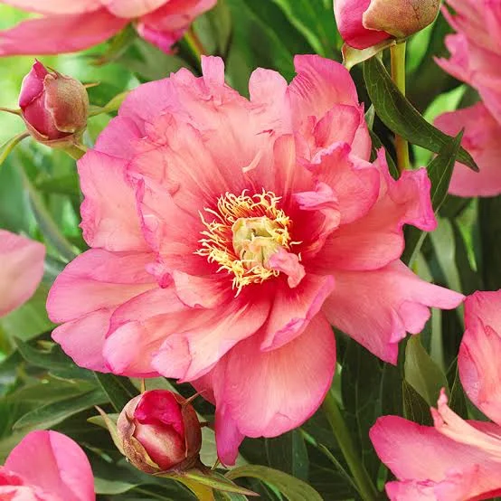 Learn How To Plant And Care For Your Peonies