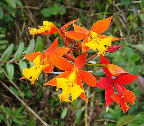 12 Most Popular Orchids: Beautiful Types to Grow at Home
