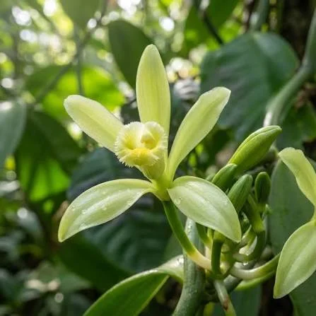 12 Most Popular Orchids: Beautiful Types to Grow at Home