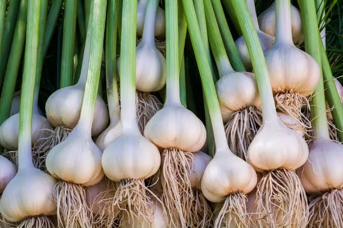 How to Grow Garlic: Planting Cloves, Care & Harvest