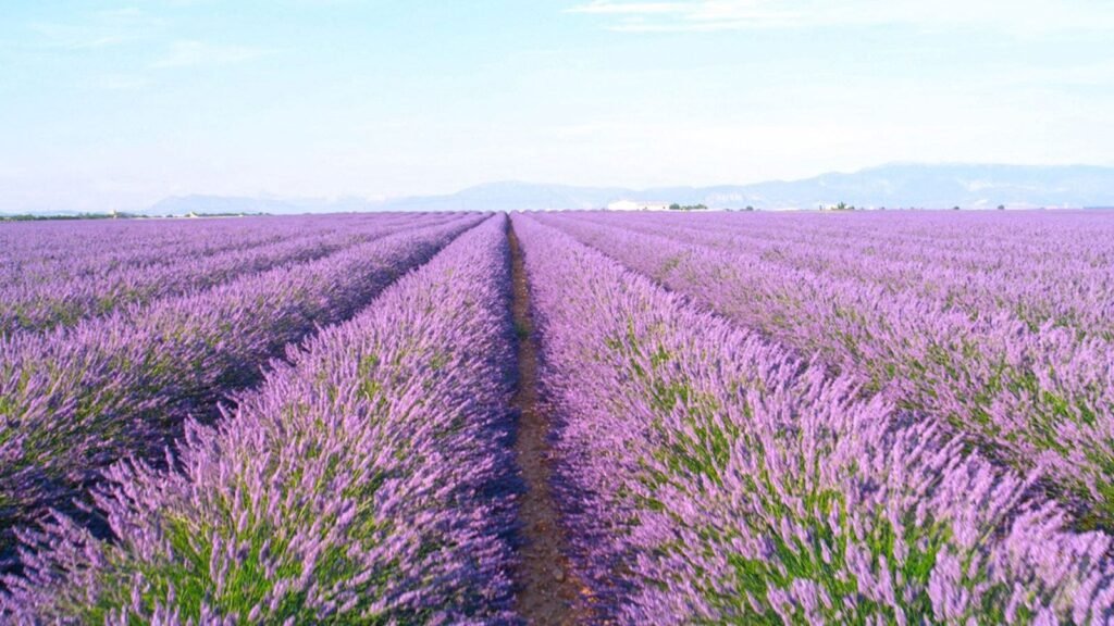 Lavender Main Types: How to Choose the Right Lavender