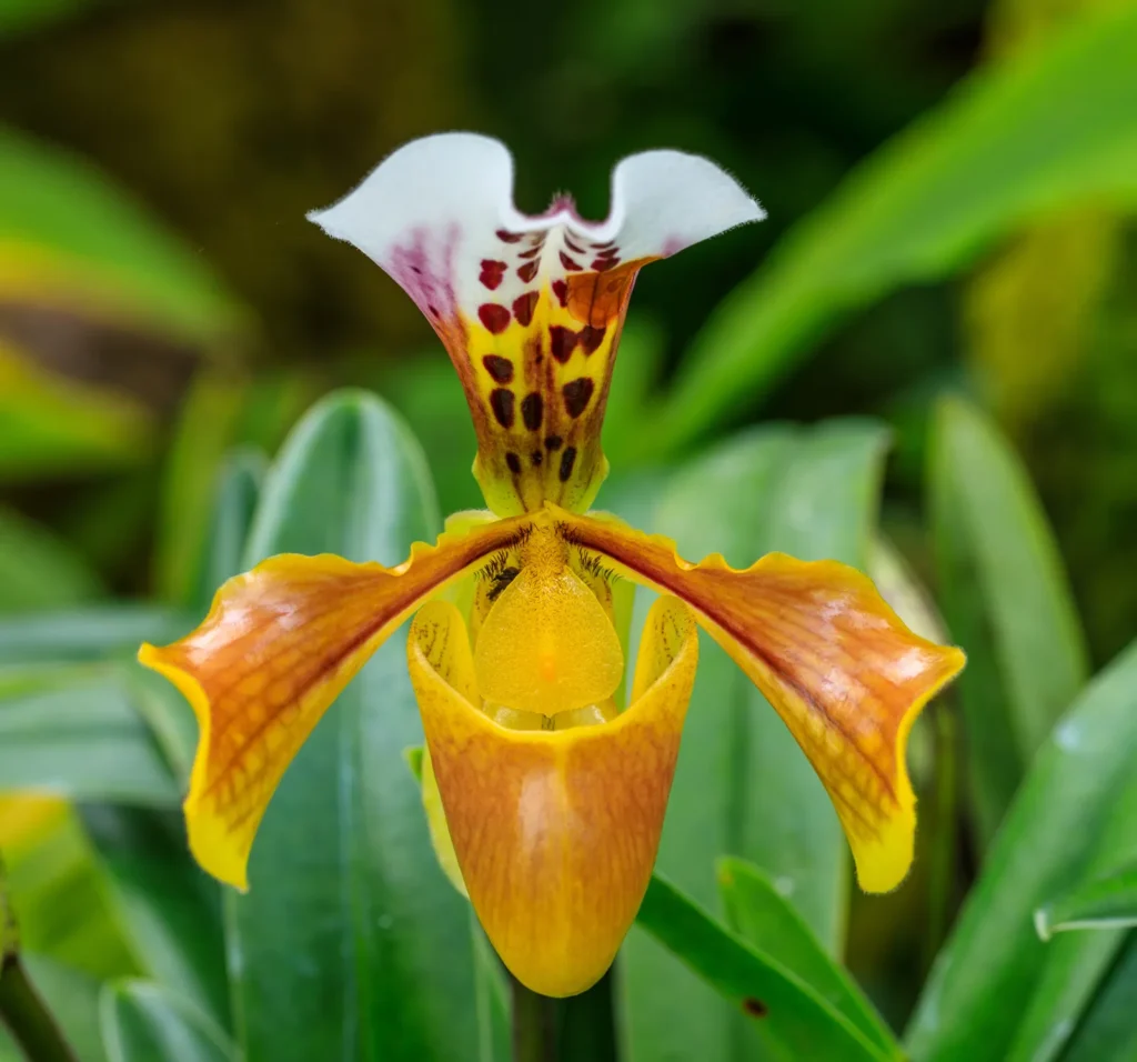 12 Most Popular Orchids: Beautiful Types to Grow at Home