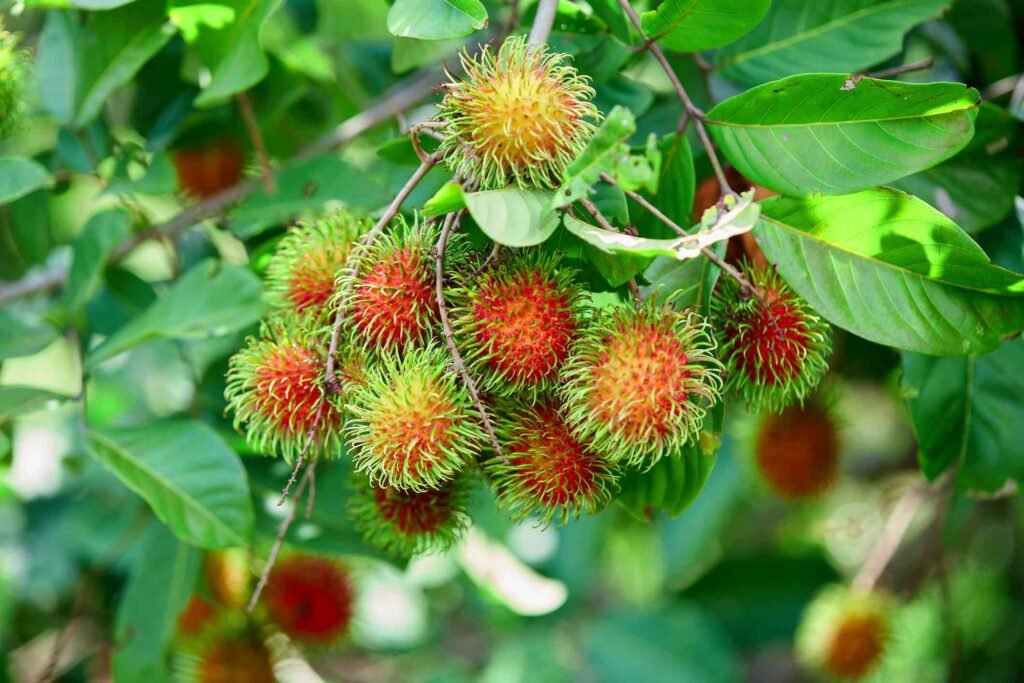 Rambutan Tree Guide: Fruit, Growing Conditions, and Care Tips